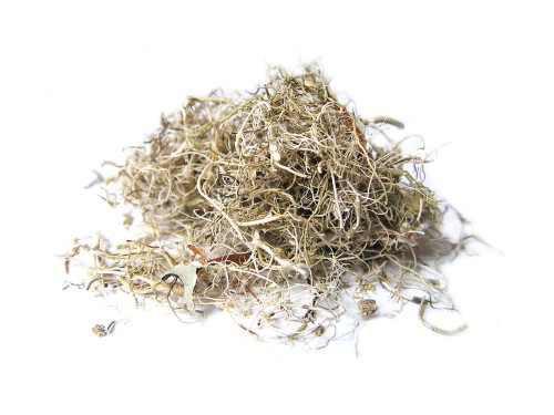 Brodaczka - usnea - plecha brodaczki