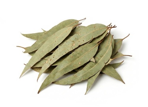Liść eukaliptusa - cały - Aromatika