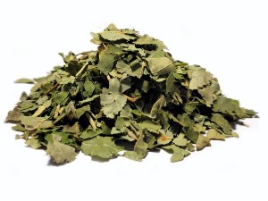 Lipa - liść