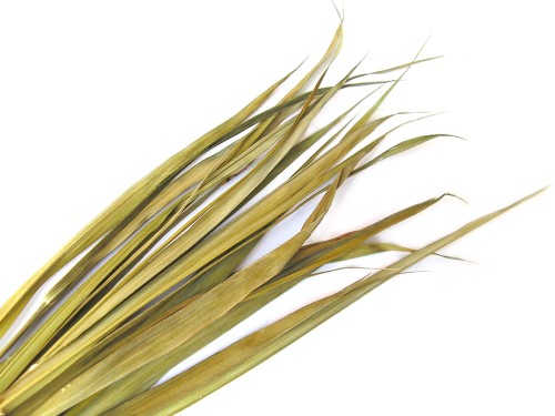 Trawa żubrówka suszona