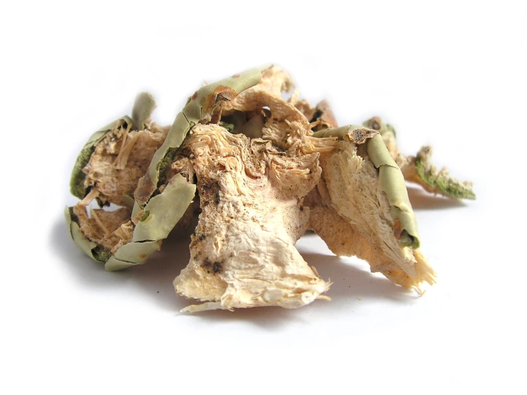 Nopal - liść opuncji figowej