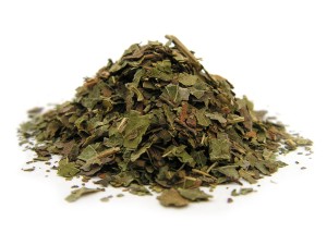 Morwa biała - liść