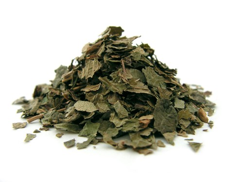 Liść czarnej porzeczki