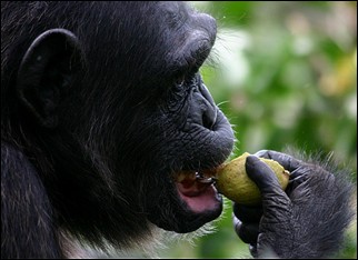 Małpa człekokształtna spożywająca owoce