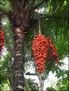 Astrocaryum standleyanum