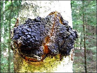 Błyskoporek podkorowy, włóknouszek