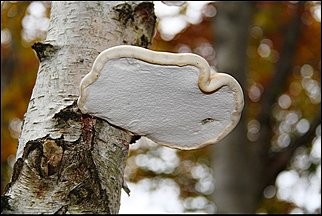 Białoporek brzozowy